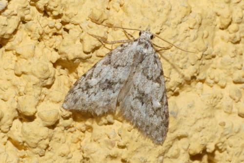 Réf. 253 722 : Nola cicatricalis
